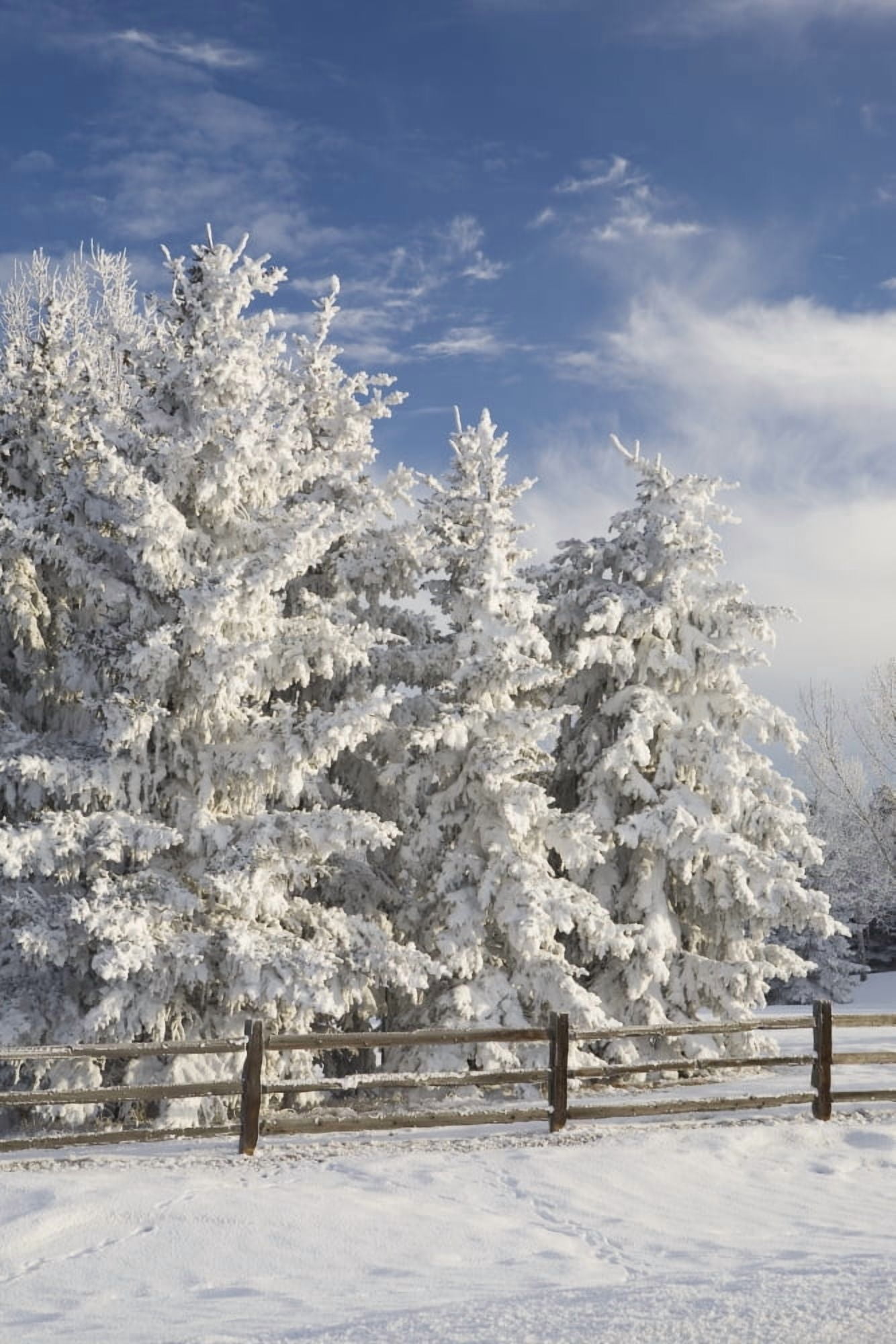 Posterazzi Calgary Alberta Canada Snow Covered Evergreen Trees And A Wooden Fence Canvas Art - Michael Interisano Design Pics (24 x 38)