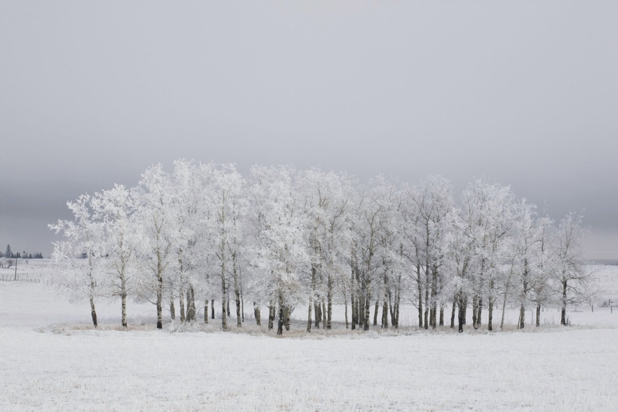 Posterazzi Calgary Alberta Canada Trees Covered In Frost In A Field Canvas Art - Michael Interisano Design Pics (38 x 24)