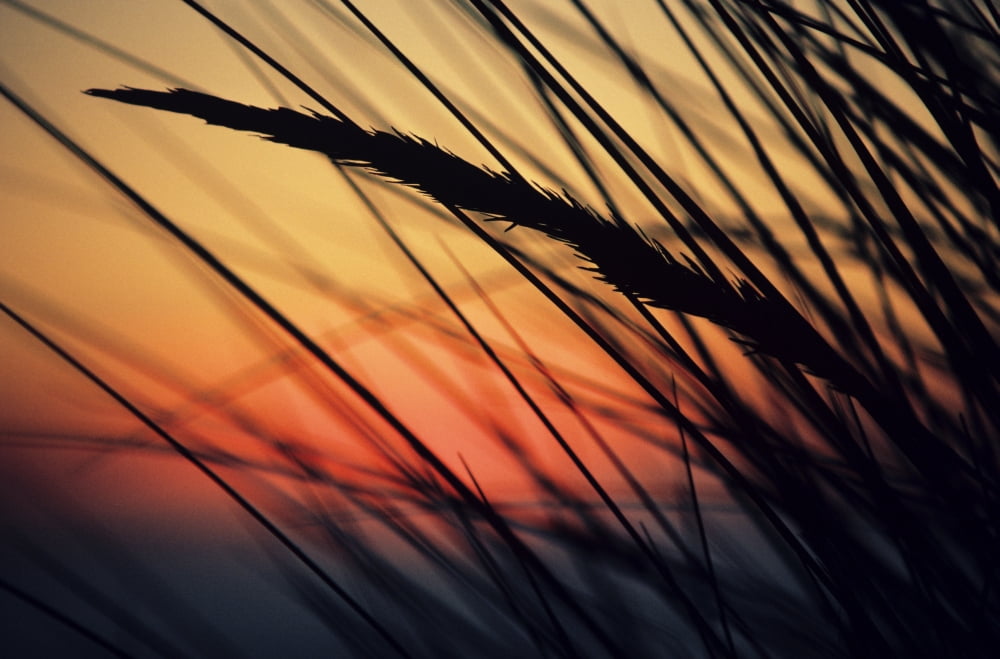 Posterazzi California Colorful Sunset Through Beach Grass Canvas Art - Brent Black Design Pics (34 x 22)