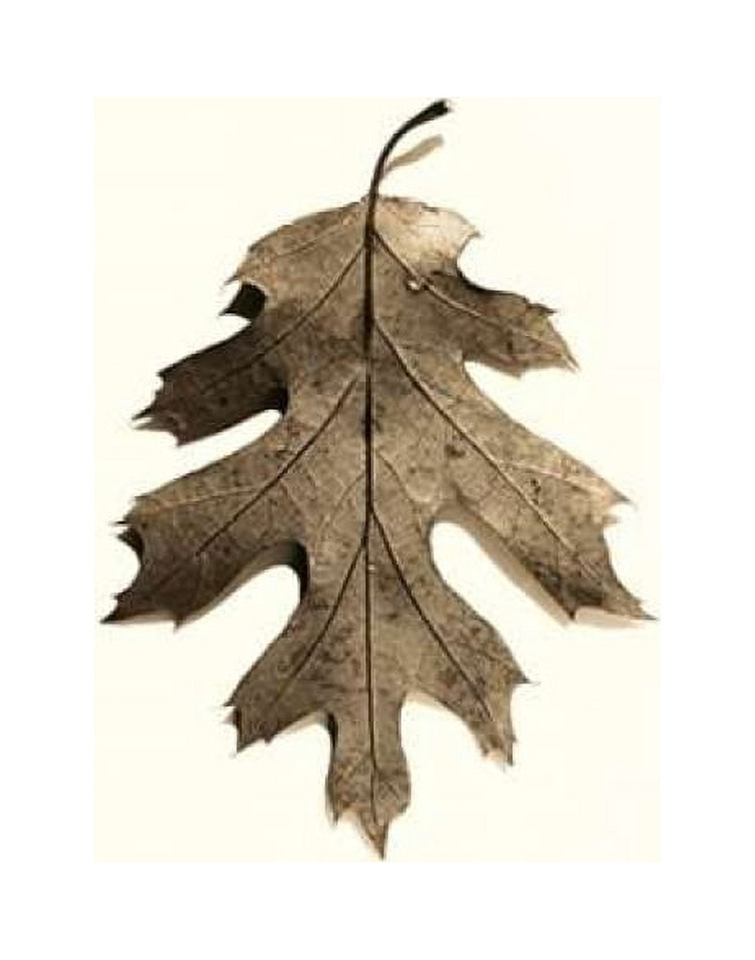 Posterazzi California Red Oak Canvas Art - Alan Blaustein (22 x 28)
