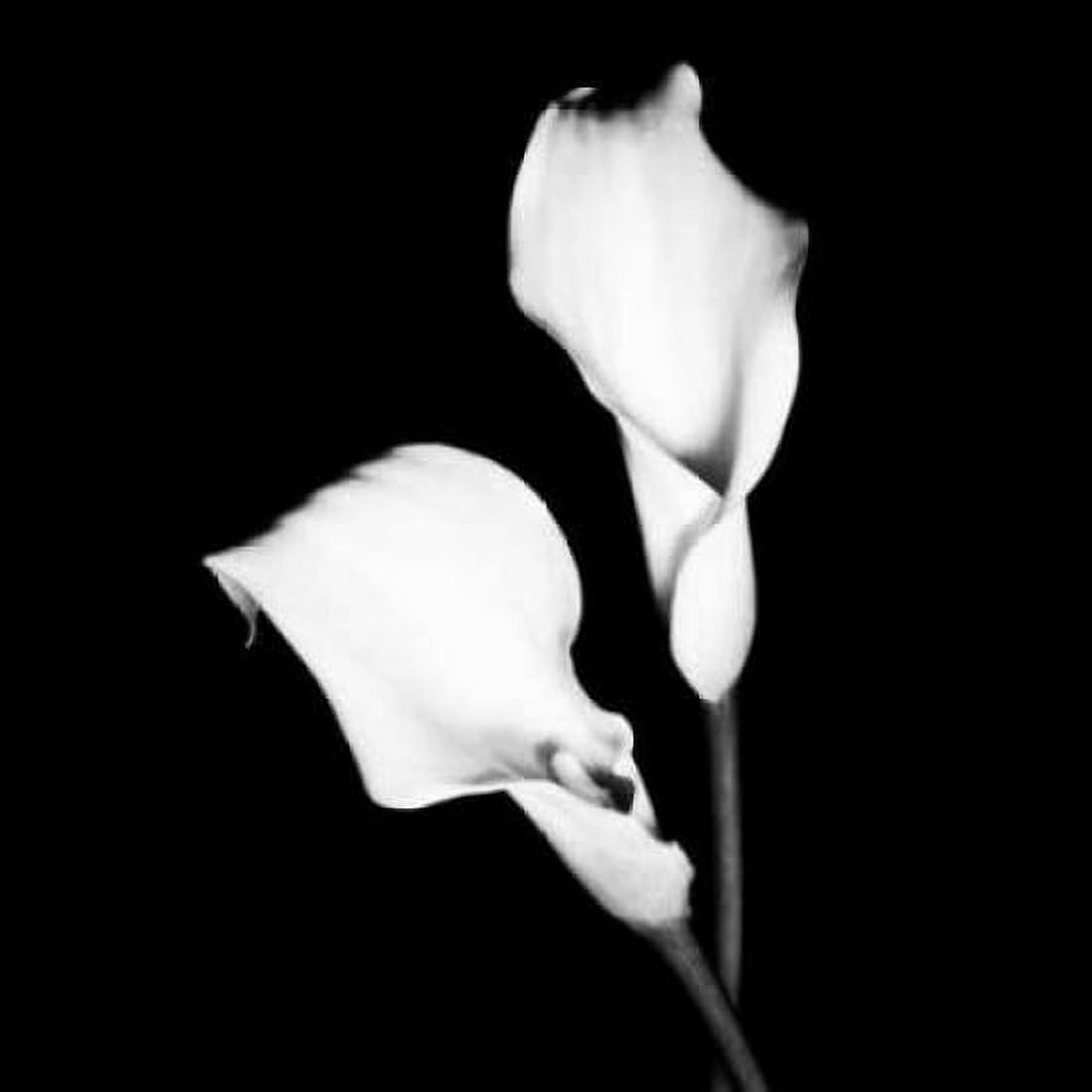 Posterazzi Calla Portrait I Canvas Art - Jeff Maihara (24 x 24)