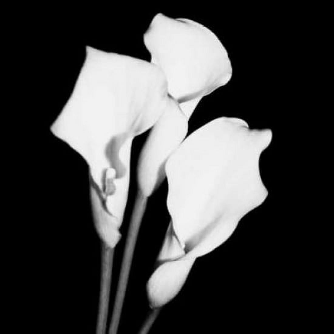 Posterazzi Calla Portrait II Canvas Art - Jeff Maihara (24 x 24)