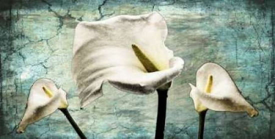 Posterazzi Callas I Canvas Art - Susan P Willow (24 x 48)