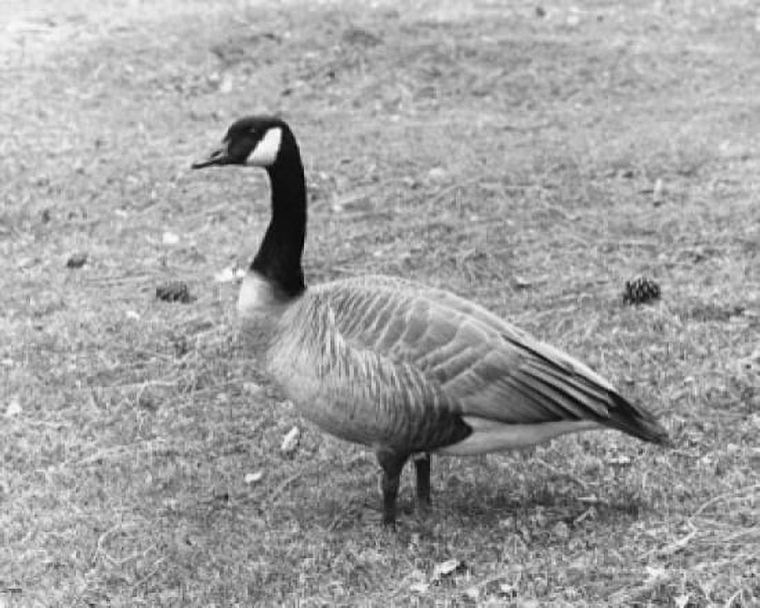 Posterazzi Canada Goose on the grass (Branta canadensis) Canvas Art - (24 x 36)