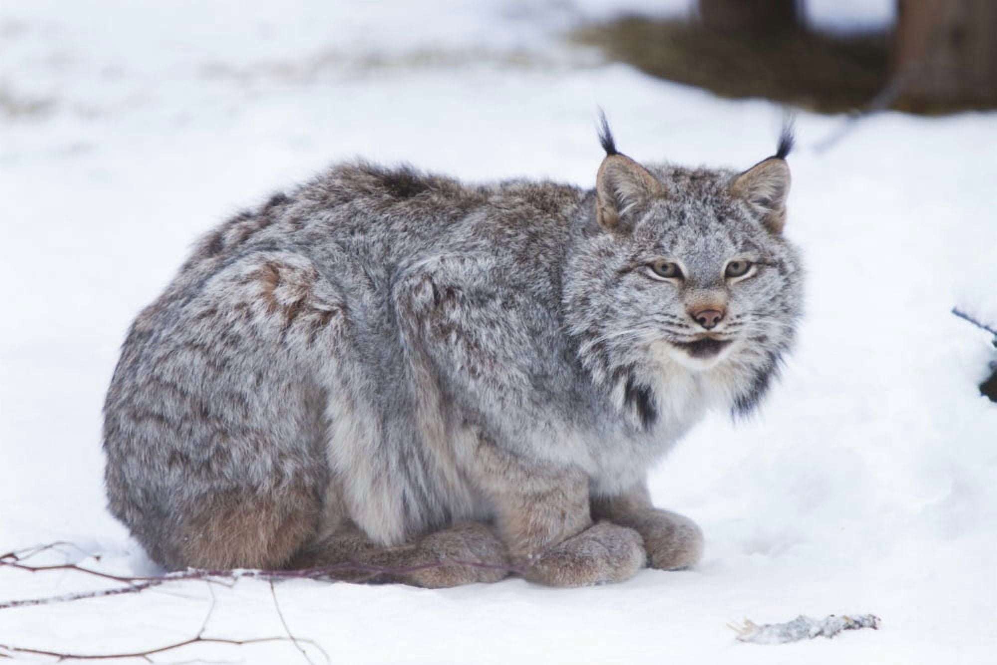 Posterazzi Canada Lynx Crouched On The Snowcovered Ground In Alberta Canada Winter Captive Canvas Art - Doug Lindstrand Design Pics (38 x 24)