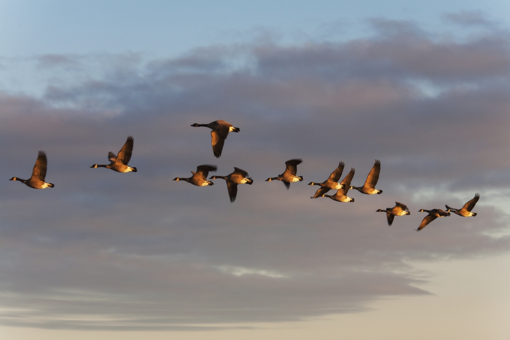 Posterazzi Canada geese in flight Manitoba Canada Canvas Art - Carl Bruemmer Design Pics (38 x 24)