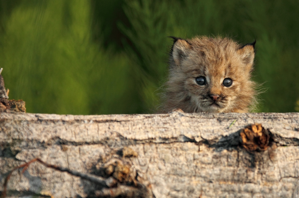 Posterazzi Canadian Lynx Kitten Looking Over A Log Alaska Canvas Art - Robert Postma Design Pics (34 x 22)
