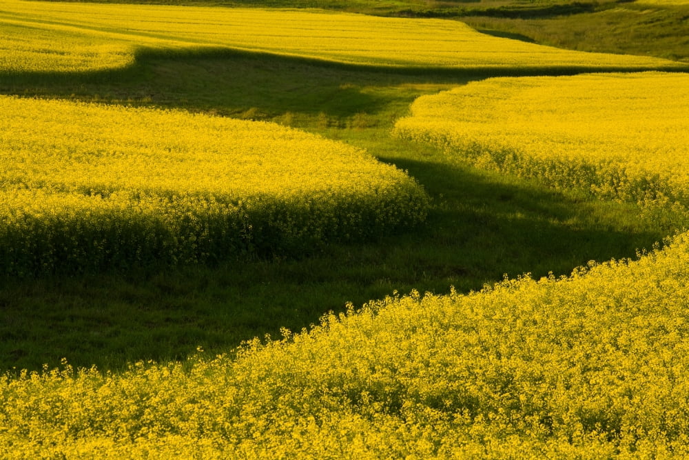 Posterazzi Canola Field Darlington Prince Edward Island Canvas Art - John Sylvester  Design Pics (34 x 22)