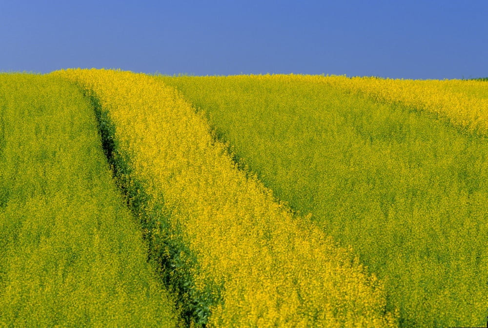 Posterazzi Canola Field Darlington Prince Edward Island Canvas Art - John Sylvester  Design Pics (34 x 22)