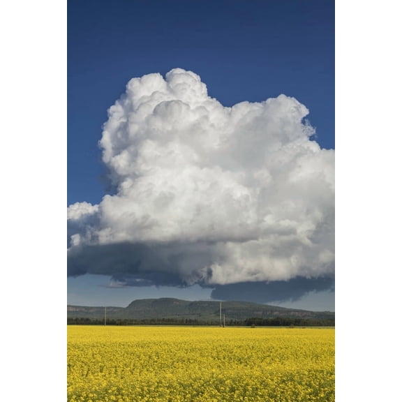 Posterazzi Canola field with blue sky and cloud Thunder Bay Ontario Canada Canvas Art - Susan Dykstra Design Pics (24 x 38)