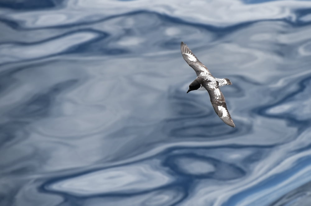 Posterazzi Cape Petrel (Daption capense) in flight over Drake Passage Antarctica Canvas Art - Daisy Gilardini Design Pics (38 x 24)