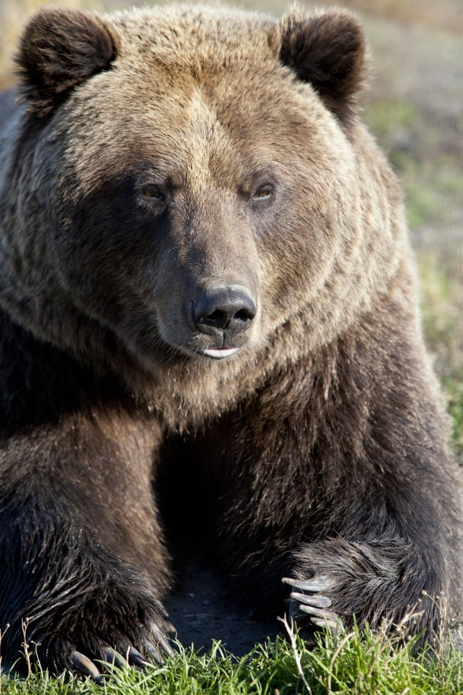 Posterazzi Captive Close Up Of A Brown Bear Alaska Wildlife Conservation Center Southcentral Alaska Autumn Canvas Art - Doug Lindstrand Design Pics (24 x 36)
