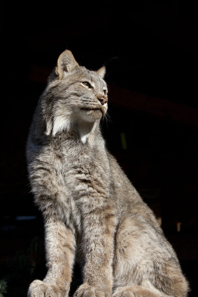 Posterazzi Captive Close Up Of A Lynx Alaska Wildlife Conservation Center Southcentral Alaska Canvas Art - Doug Lindstrand Design Pics (24 x 36)