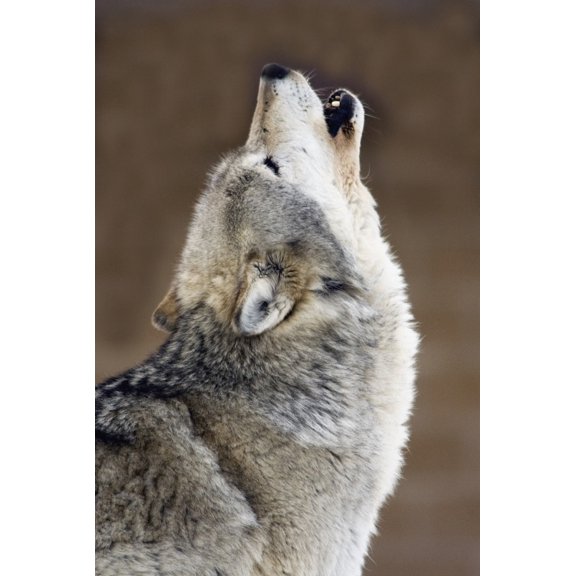 Posterazzi Captive Gray Wolf Howling Canvas Art - Mark Newman Design Pics (22 x 34)