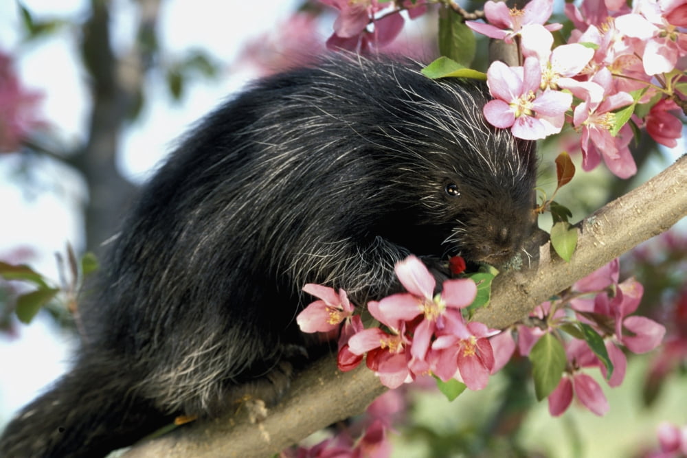 Posterazzi Captive Young Porcupine On Branch Minnesota Canvas Art - Michael DeYoung Design Pics (36 x 24)