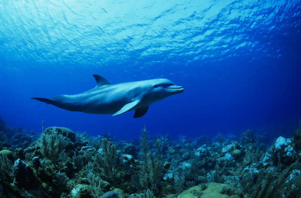 Posterazzi Caribbean Bottlenose Dolphin Underwater Over Coral Reef (Captive Released) Tursiops Truncatus Canvas Art - Doug Perrine Design Pics (34 x 22)