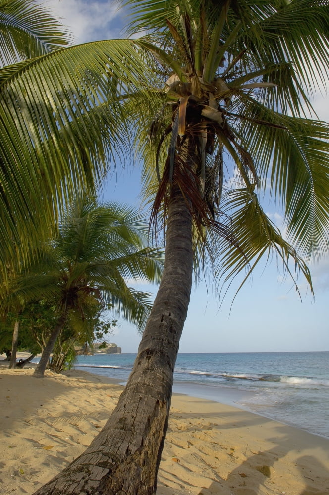 Posterazzi Caribbean Magazine Beach Grenada Canvas Art - Chris Parker  Design Pics (24 x 38)