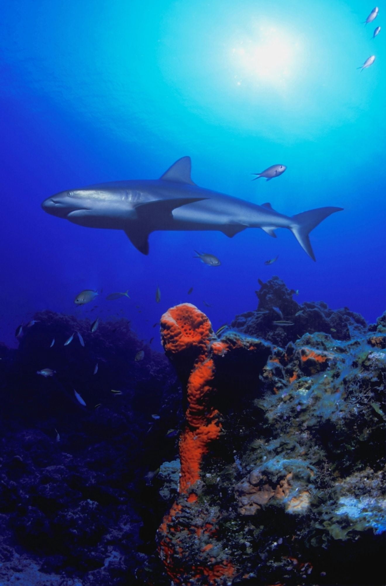Posterazzi Caribbean Reef Shark Canvas Art - Carson Ganci Design Pics (22 x 34)