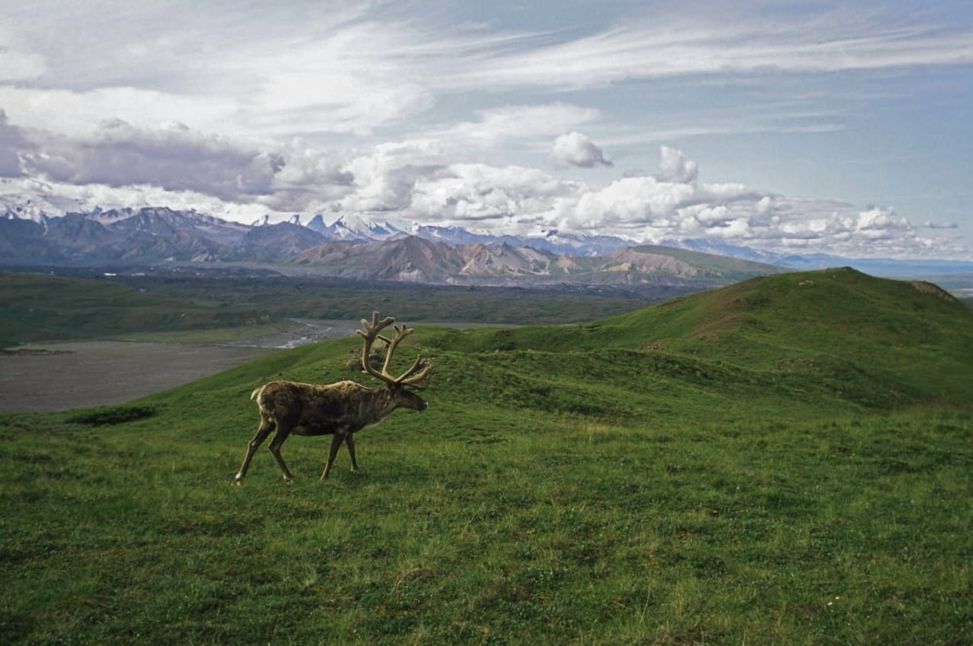 Posterazzi Caribou Bull In Alpine Meadow Alaska Usa Canvas Art - David Ponton Design Pics (38 x 24)