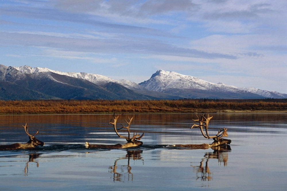 Posterazzi Caribou Bulls Swimming Across Kobuk River Arctic Alaska Autumn Kobuk Valley National Park Canvas Art - Nick Jans Design Pics (34 x 22)