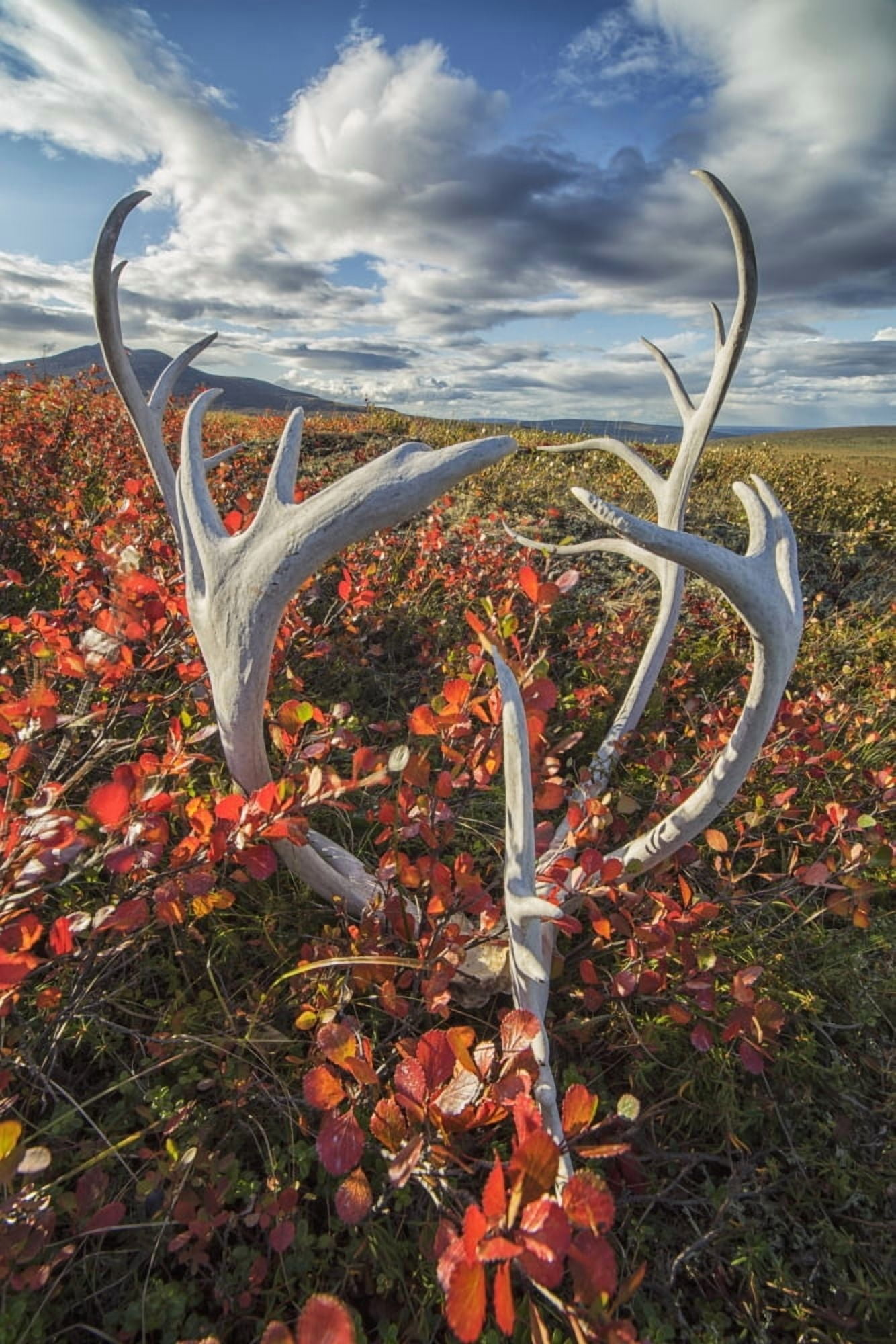 Posterazzi Caribou antlers in autumn colours on the flanks of Crow Mountain near Old Crow Yukon Canada Canvas Art - Robert Postma Design Pics (24 x 38)