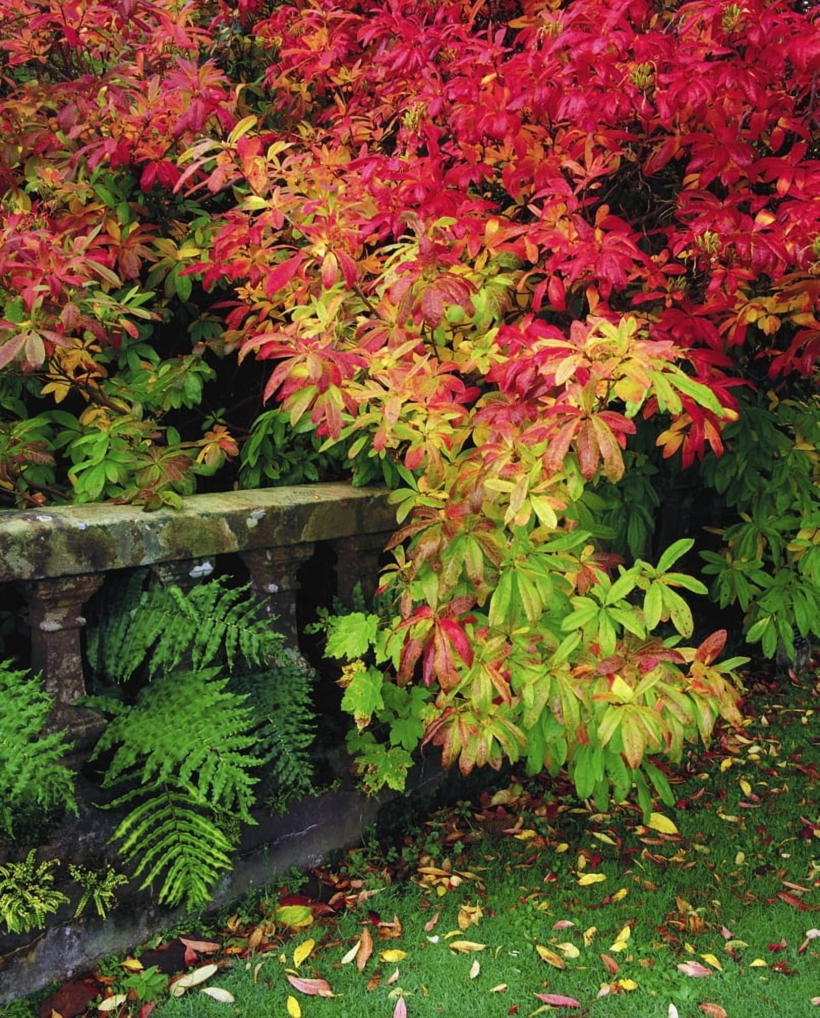 Posterazzi Castlewellan Co Down Ireland Balustrade And Autumn Leaves Canvas Art - The Irish Image Collection Design Pics (26 x 34)