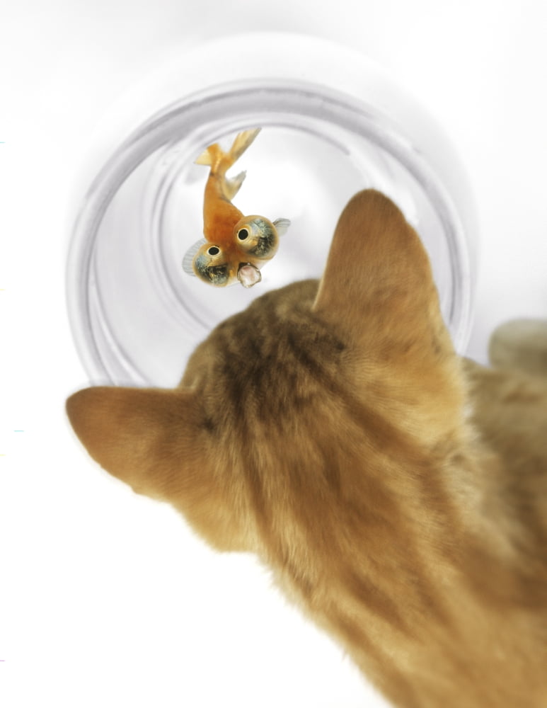 Posterazzi Cat Peering Into Fishbowl With Celestine Goldfish Looking Up With Expression Of Fear Canvas Art - Anita Dammer Design Pics (24 x 32)