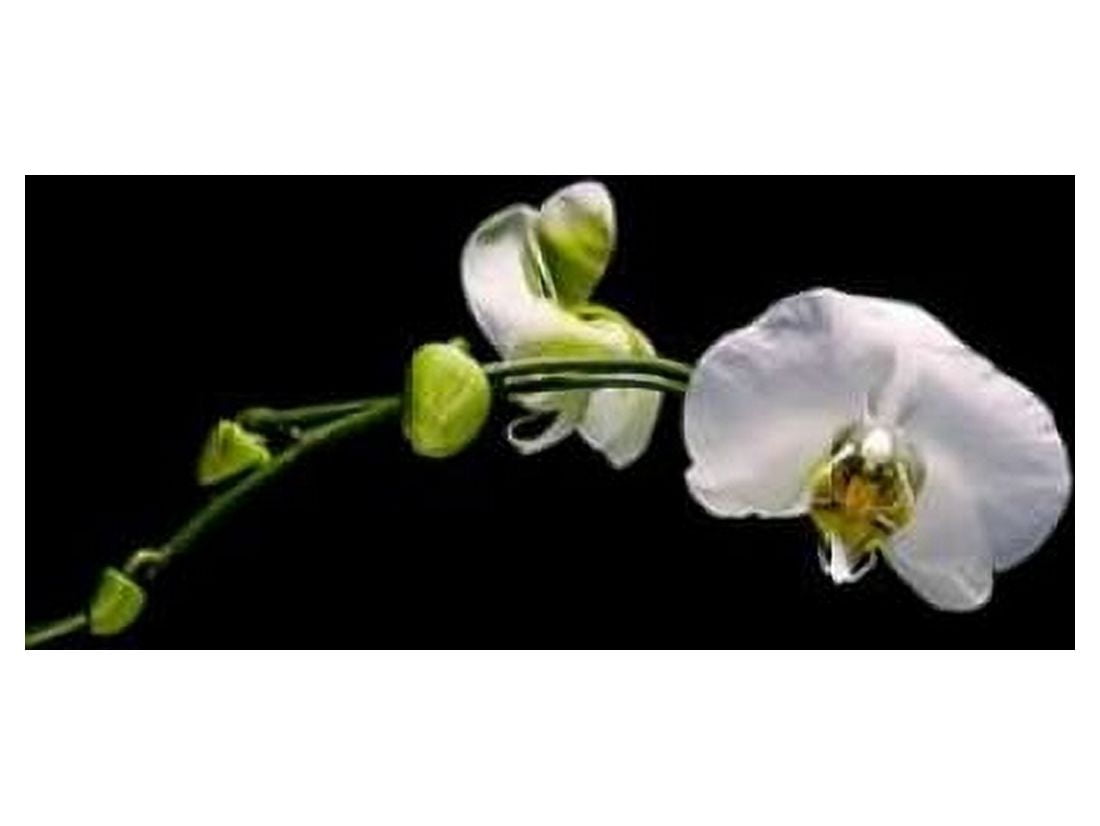 Posterazzi Cattileya Orchid Canvas Art - John Stalowy (18 x 24)