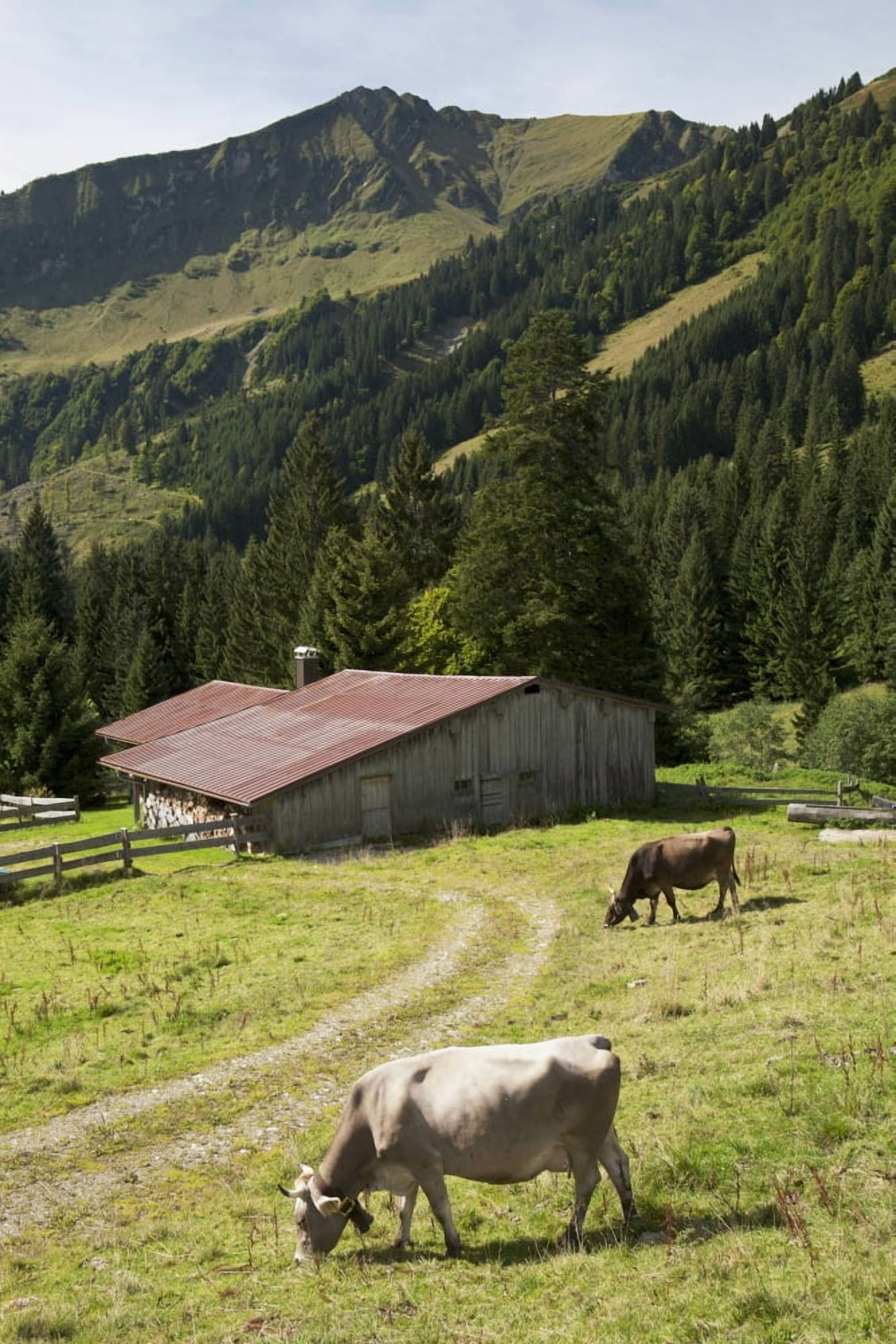 Posterazzi Cattle Grazing On An Alpine Meadow With A Barn And Mountains In The Background Oberstdorf Germany Canvas Art - Michael Interisano Design Pics (24 x 36)