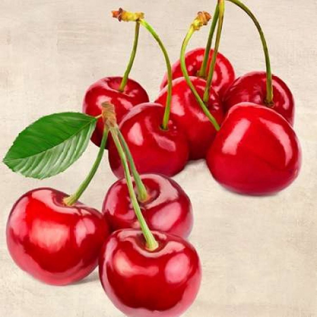 Posterazzi Cherries Canvas Art - Remo Barbieri (24 x 24)