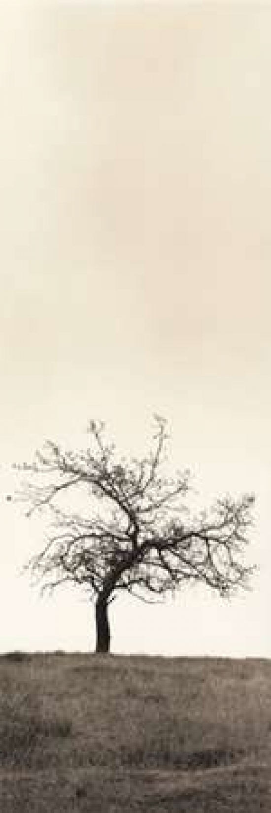 Posterazzi Cherry Blossom Tree Canvas Art - Alan Blaustein (12 x 36)