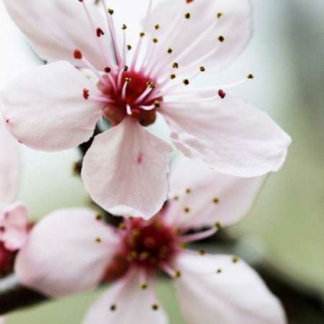 Posterazzi Cherry Flower 2 Canvas Art - PhotoINC Studio (24 x 24)