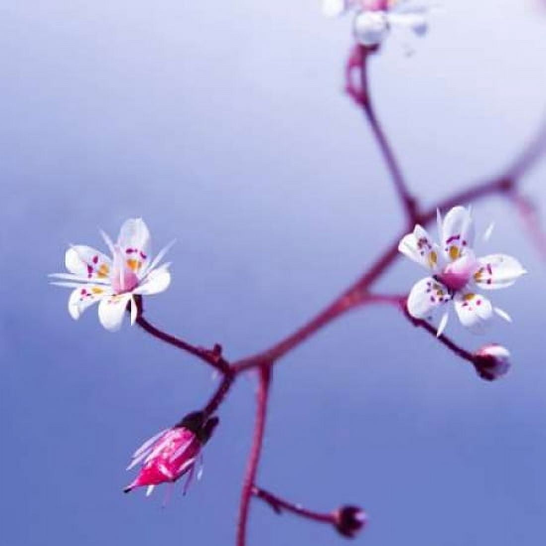 Posterazzi Cherry Flower 3 Canvas Art - PhotoINC Studio (24 x 24)