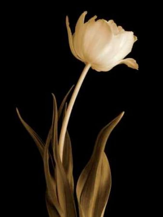 Posterazzi Classic Beauty Canvas Art - Charles Britt (18 x 24)