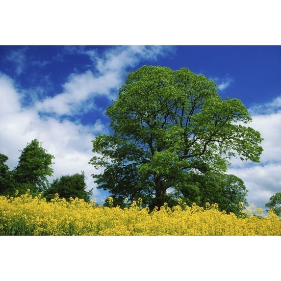 Posterazzi Clonmel County Tipperary Ireland - Field of Rapeseed Poster Print by Richard Cummins - 36 x 24 - Large