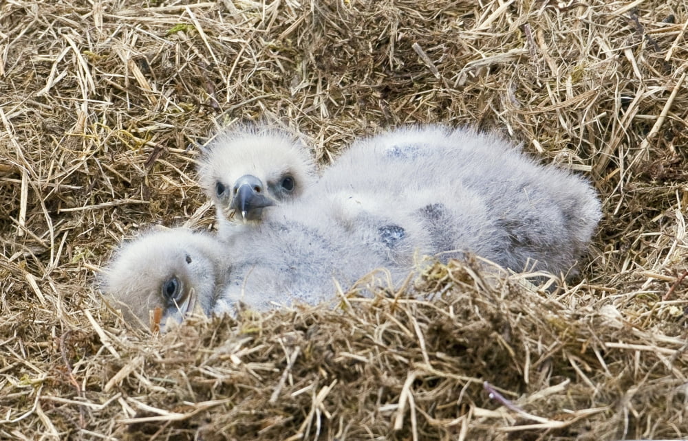 Posterazzi Close Up Of Bald Eagle Chicks In Nest Above Kukak Bay Katmai National Park Southwest Alaska Summer Canvas Art - Ken Baehr Design Pics (38 x 24)