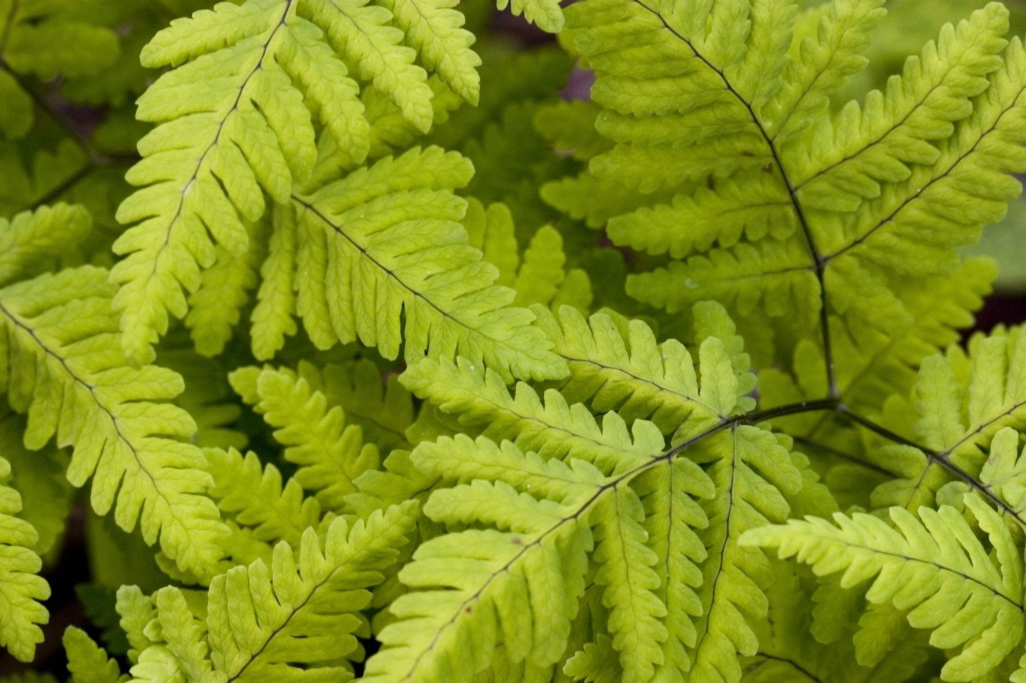 Posterazzi Close Up Of Ferns Growing On Forest Floor Near Six Mile Creek Kenai Peninsula Alaska Summer Canvas Art - Scott Dickerson Design Pics (34 x 22)