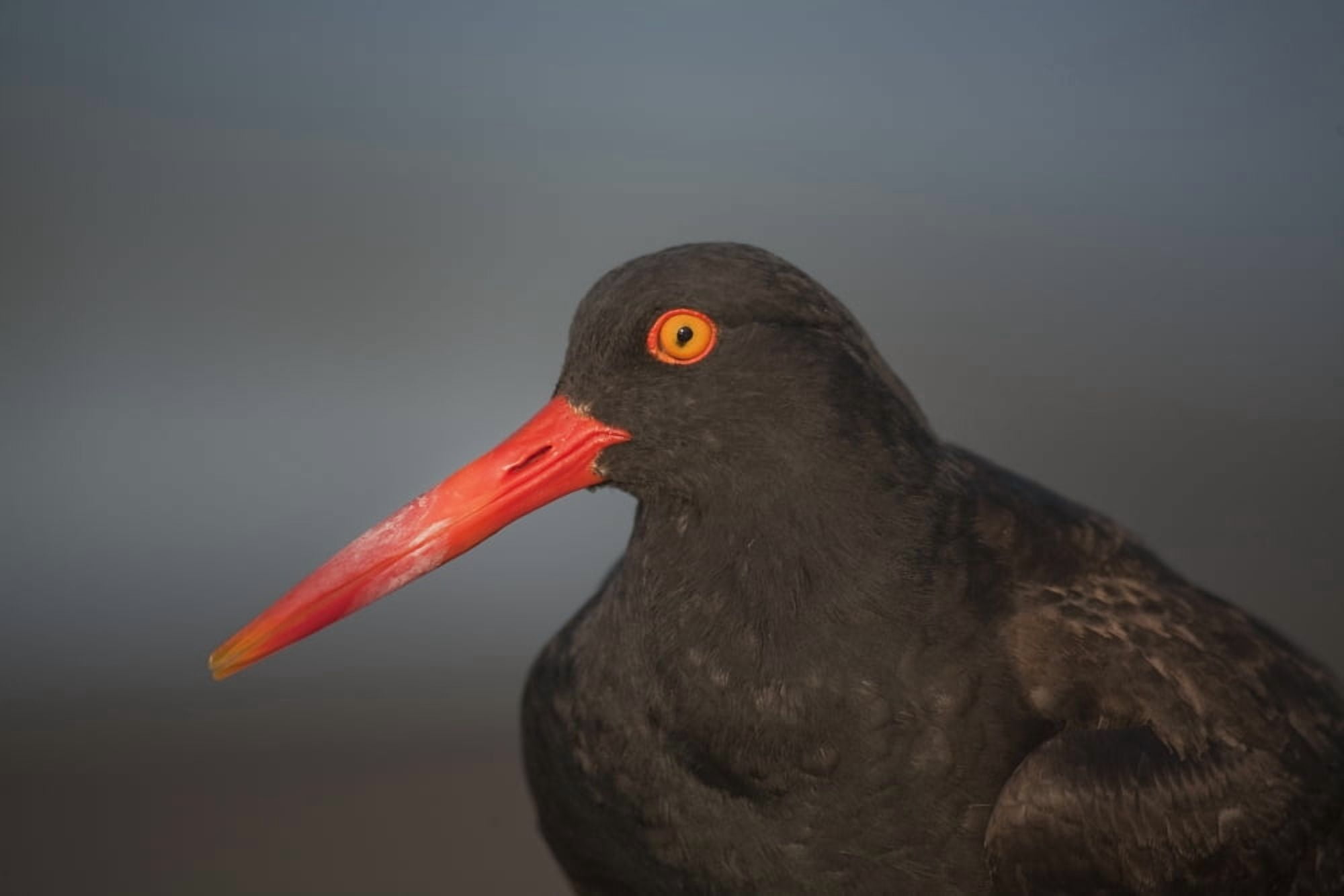 Posterazzi Close Up Portrait Of A Black Oystercatcher Prince William Sound Southcentral Alaska Summer Canvas Art - Milo Burcham Design Pics (34 x 22)