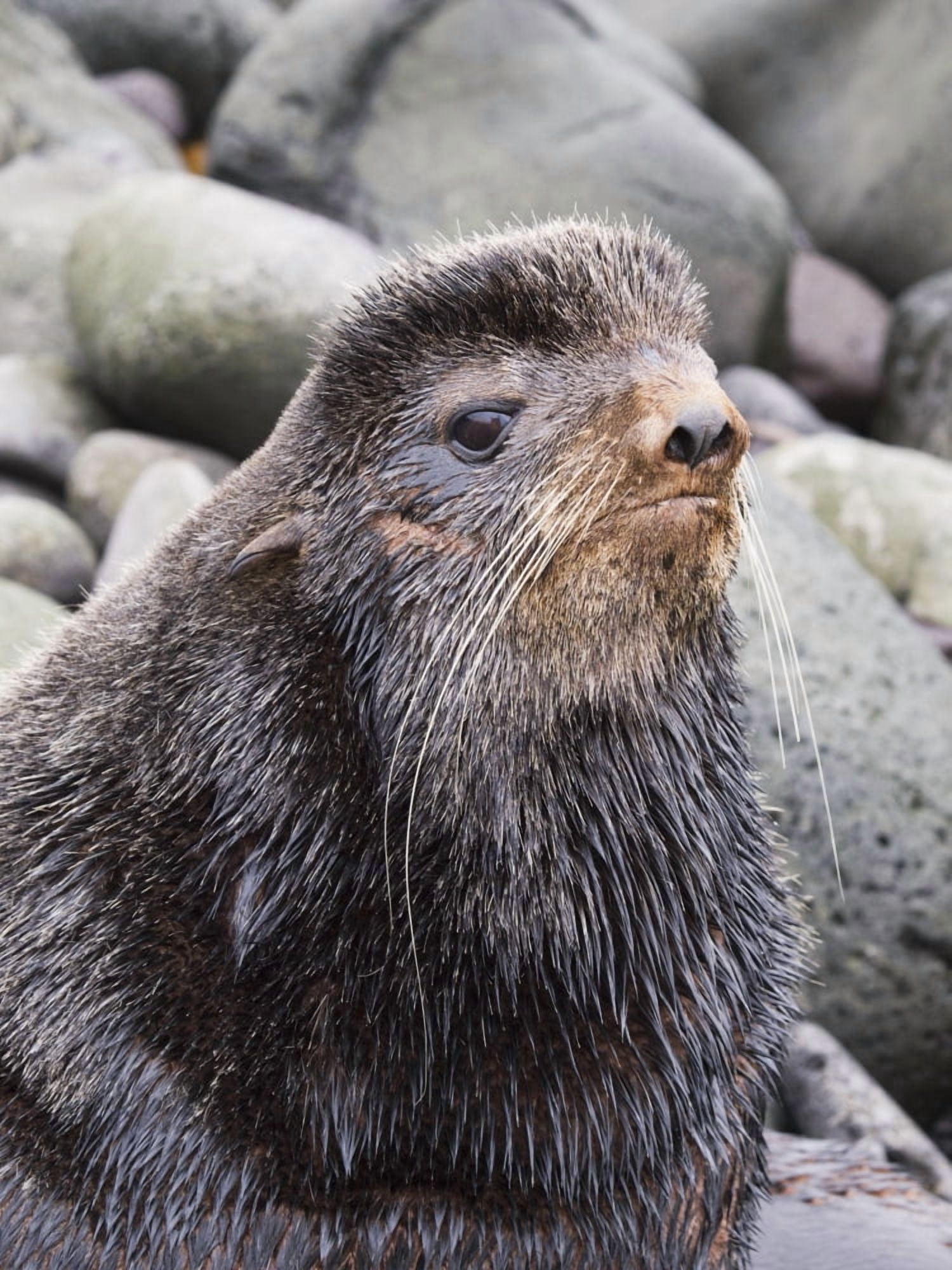 Posterazzi Close Up Portrait Of A Territorial Bull Northern Fur Seal St Paul Island Southwest Alaska Summer Canvas Art - John Gibbens Design Pics (24 x 34)