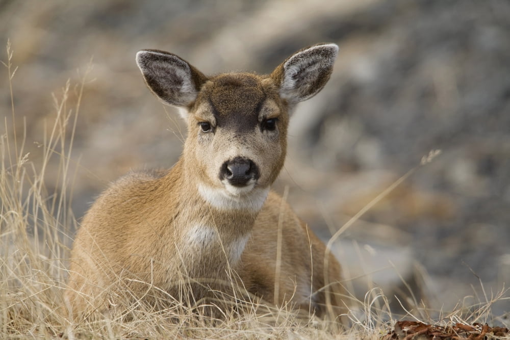 Posterazzi Close Up Of A Sitka Black-Tailed Doe Bedded Down During Winter On Kodiak Island Southwestern Alaska Canvas Art - Milo Burcham Design Pics (38 x 24)