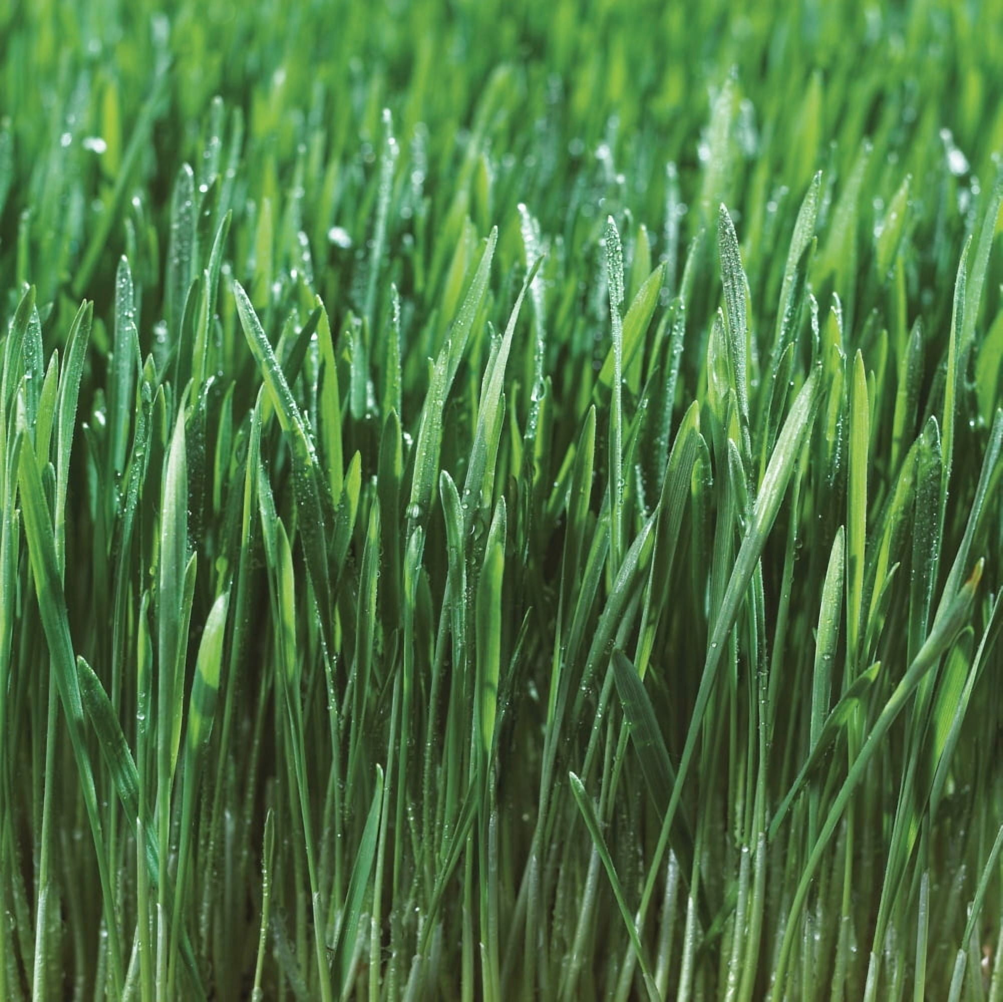 Posterazzi Close-Up Detail Of Fresh Wet Grass Canvas Art - Bruno Crescia Design Pics (24 x 24)