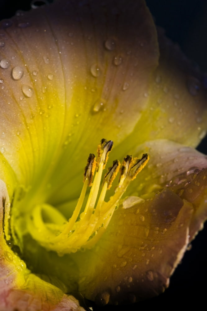 Posterazzi Close Up Of A Flower Canvas Art - Richard Wear Design Pics (22 x 34)