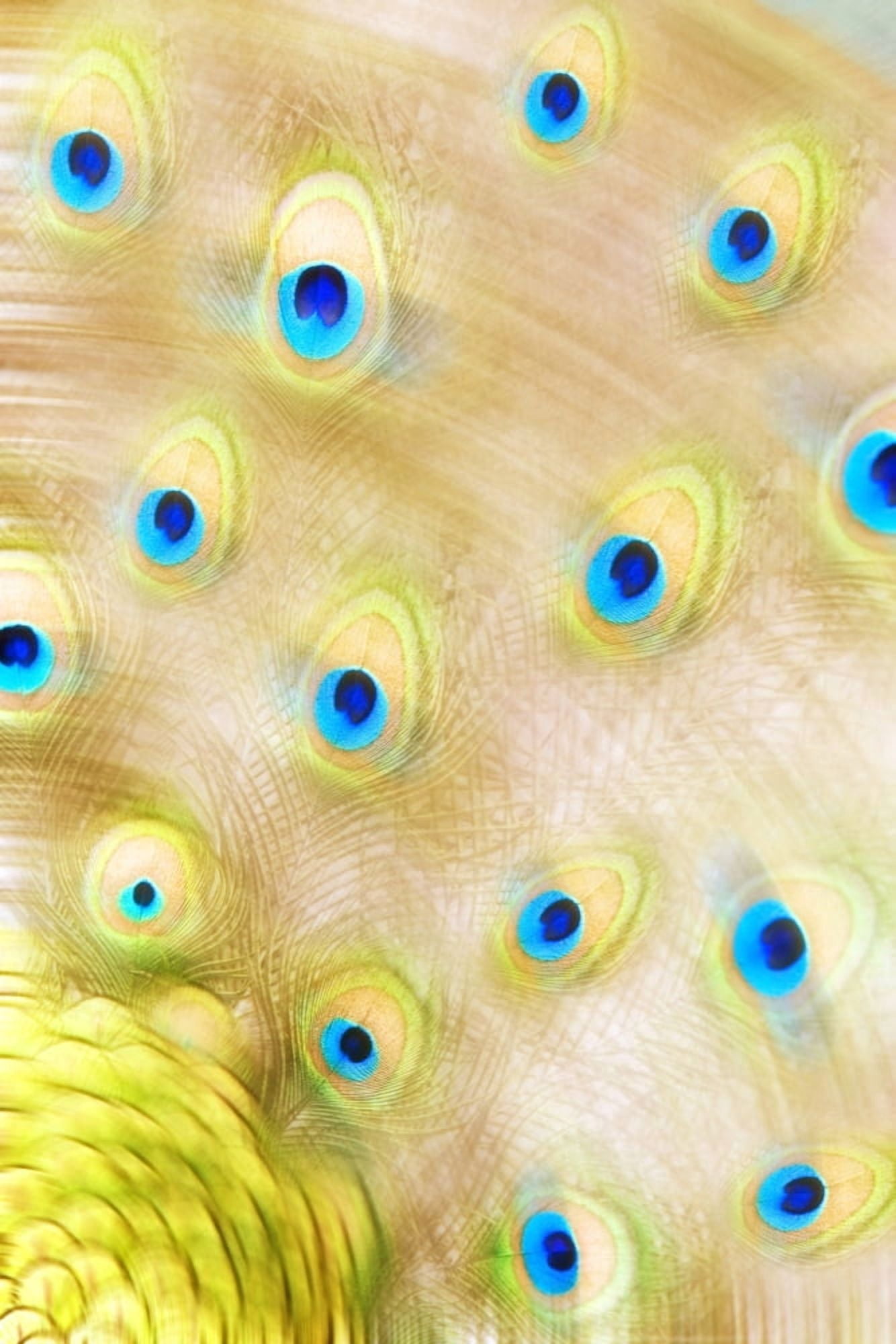 Posterazzi Close Up Of A Peacock Tail Canvas Art - Chris and Kate Knorr Design Pics (22 x 34)
