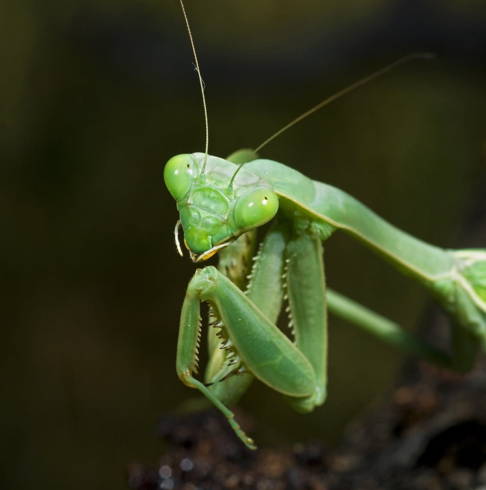 Posterazzi Close Up Of A Praying Mantis Canvas Art - Jack Goldfarb  Design Pics (24 x 24)