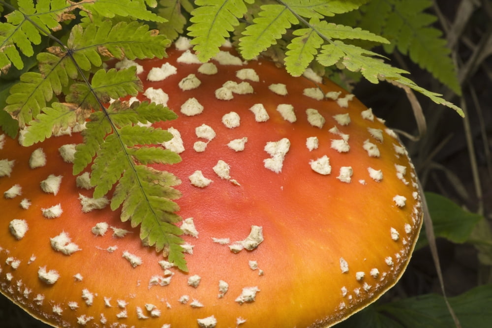 Posterazzi Close Up Of An Amanita Muscaria Mushroom Canvas Art - Hal Gage Design Pics (38 x 24)