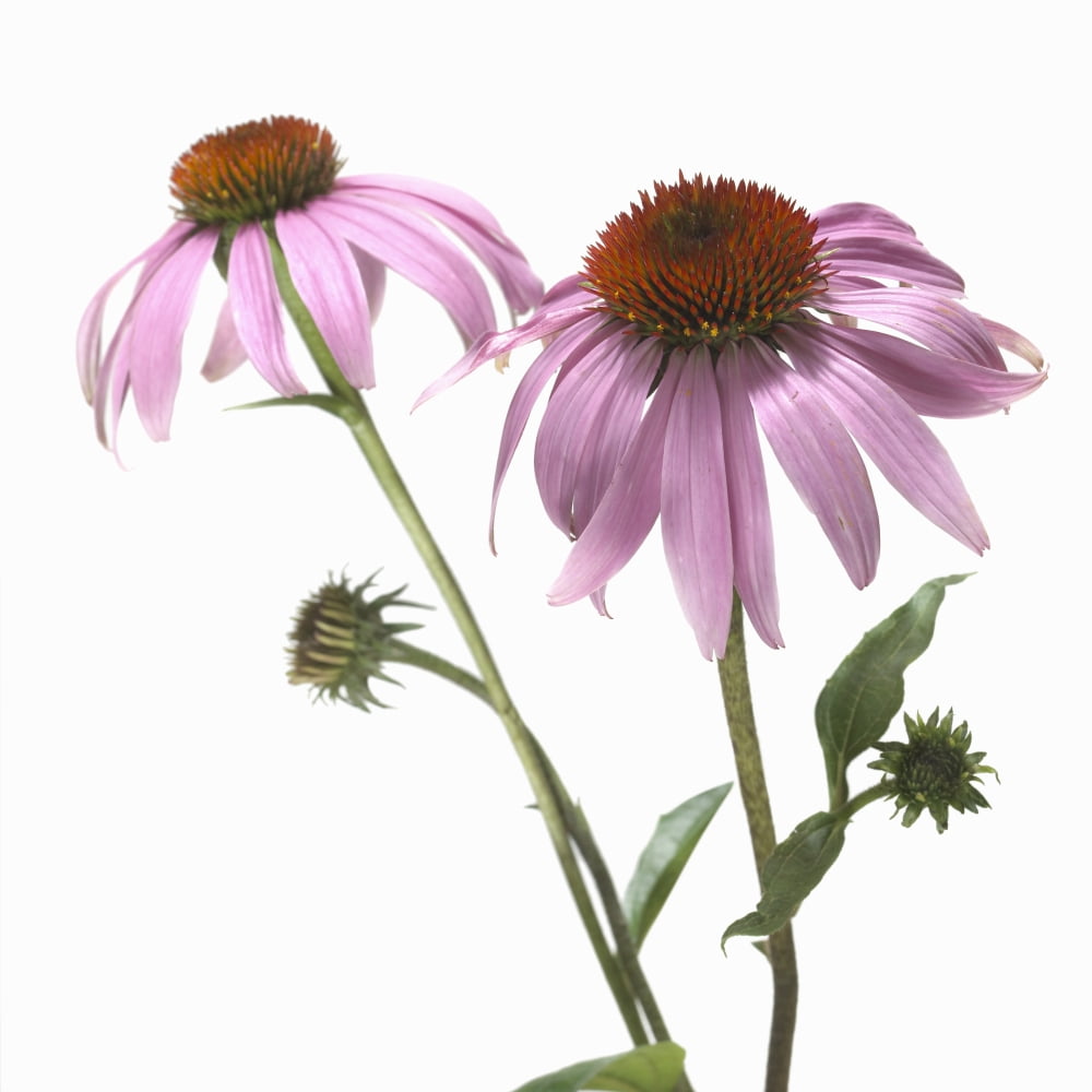 Posterazzi Close-Up Of Echinacea Flower Canvas Art - Bruno Crescia Design Pics (24 x 24)