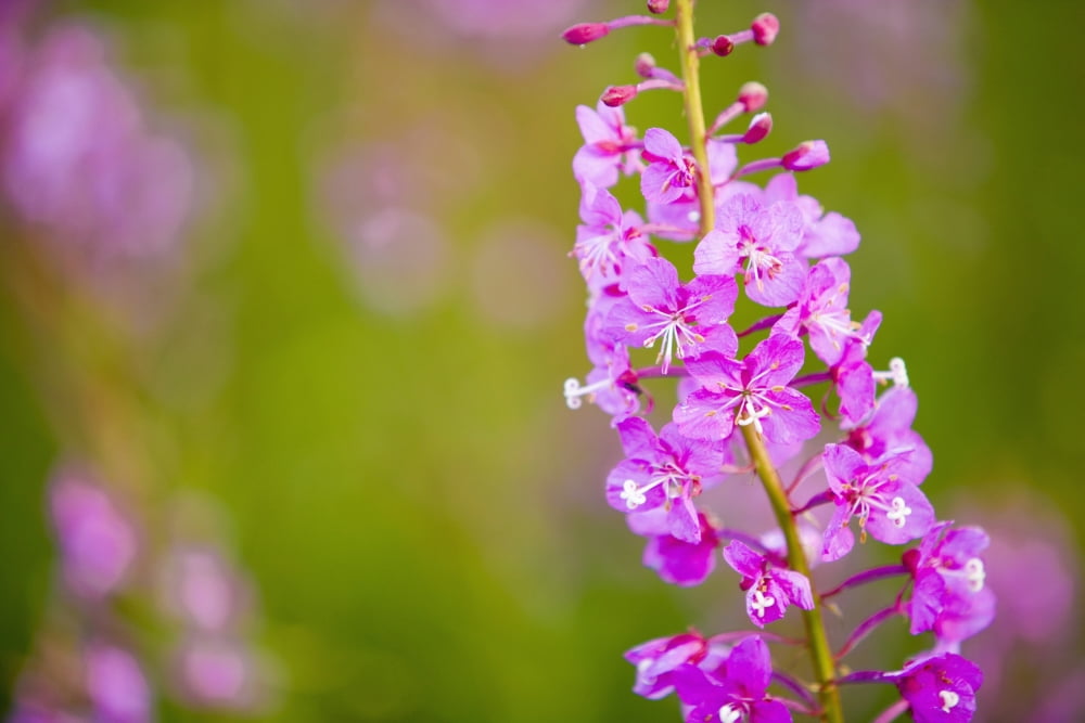 Posterazzi Close Up Of Fireweed Blooming Near Anchor Point In Southcentral Alaska Canvas Art - Kevin Smith Design Pics (38 x 24)