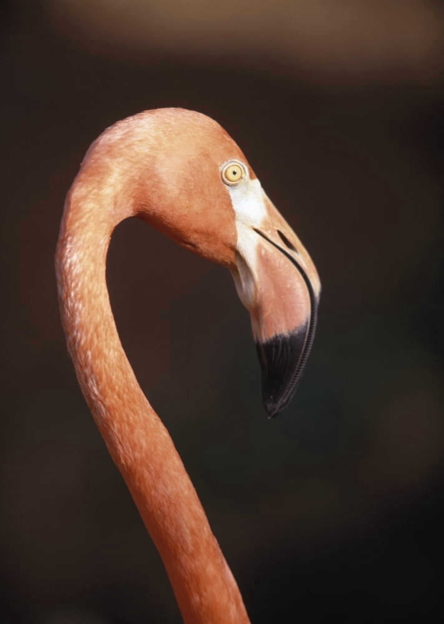 Posterazzi Close-Up Of Flamingo Canvas Art - Ian Cumming Design Pics (26 x 36)