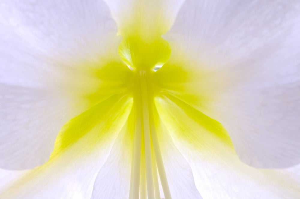 Posterazzi Close-Up Of Flower Center Quebec Canada Canvas Art - David Chapman Design Pics (38 x 24)