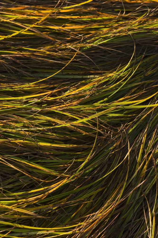 Posterazzi Close Up Of Grass Along Womens Bay Kodiak Island Southwest Alaska Fall Canvas Art - Kevin Smith Design Pics (24 x 38)